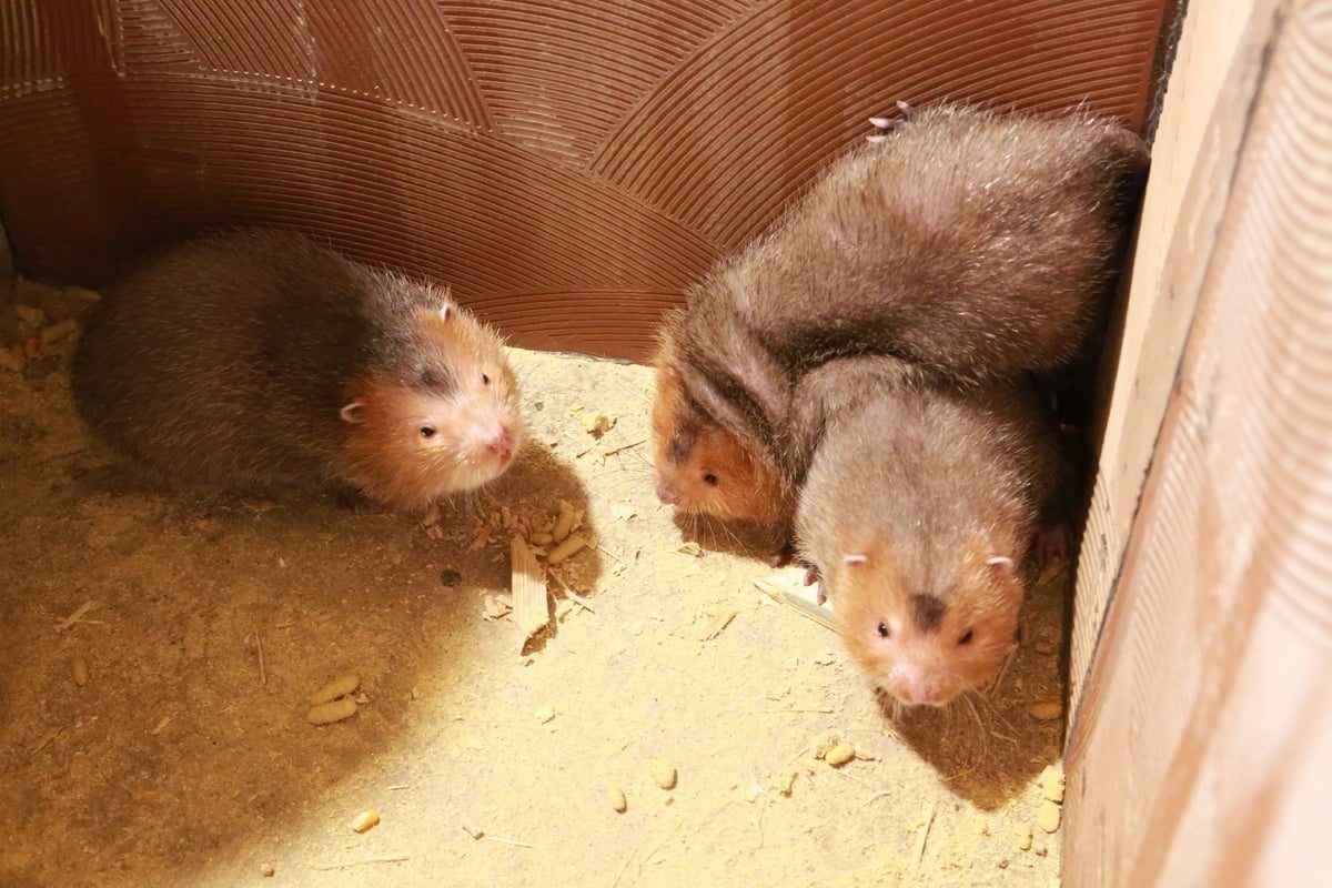 3 con dúi má đào trong chuồng riêng