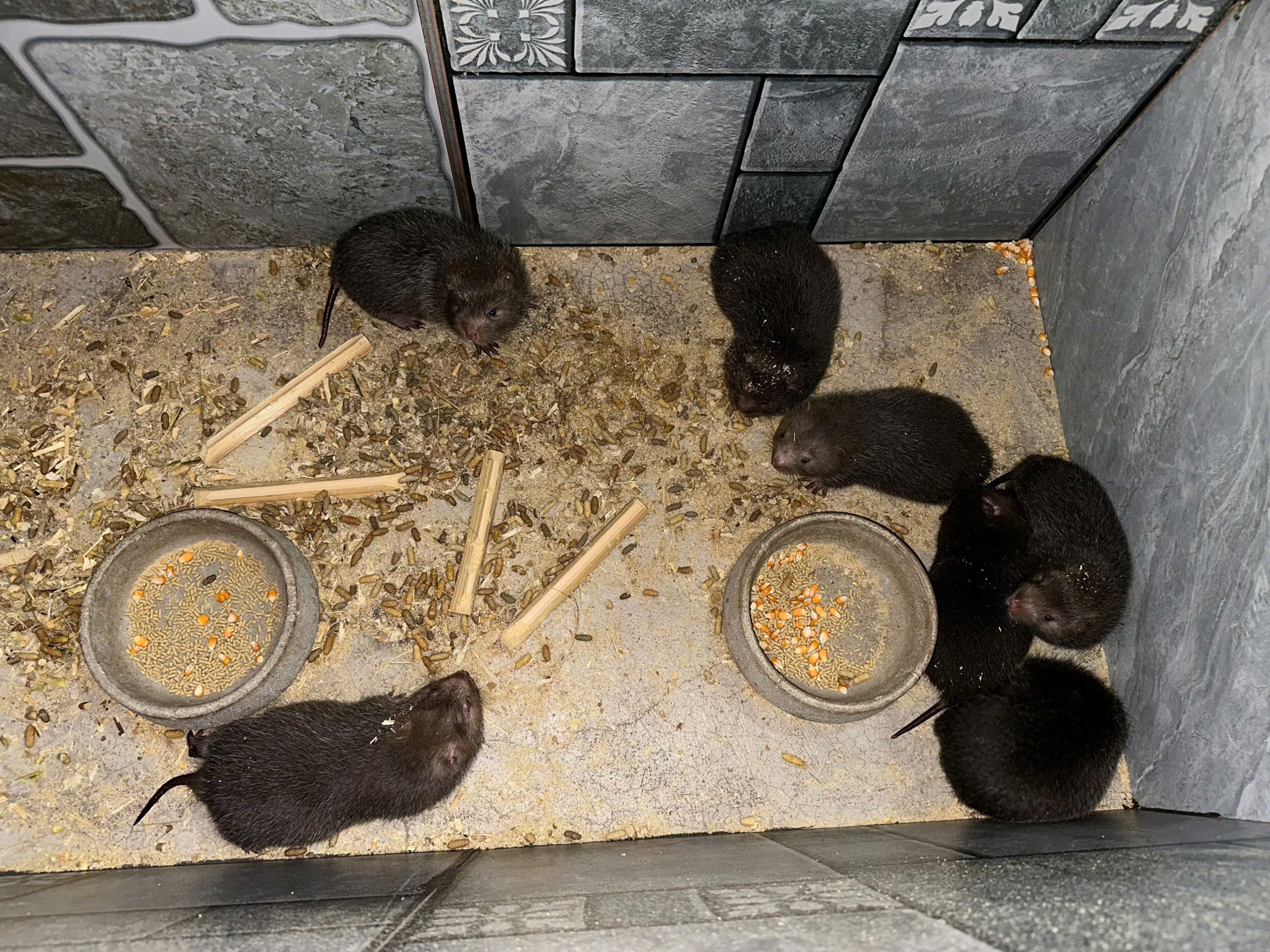 Dúi mốc bản địa - Rhizomys pruinosus