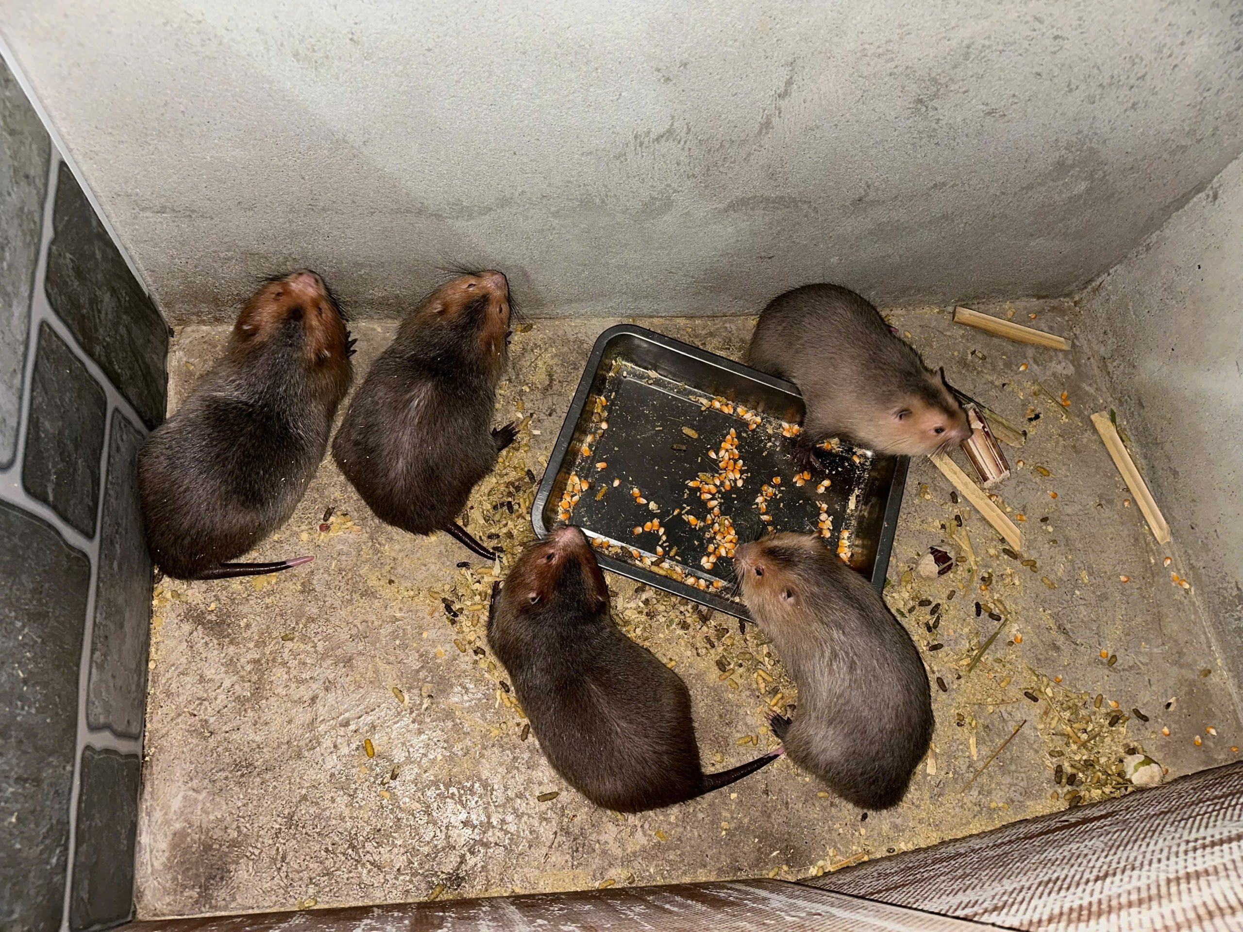 Khu nuôi dúi sinh sản